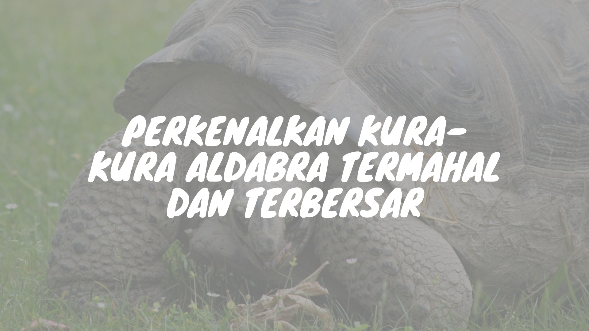 Kura-kra termahal Aldabra yang mencapai gocek selangit