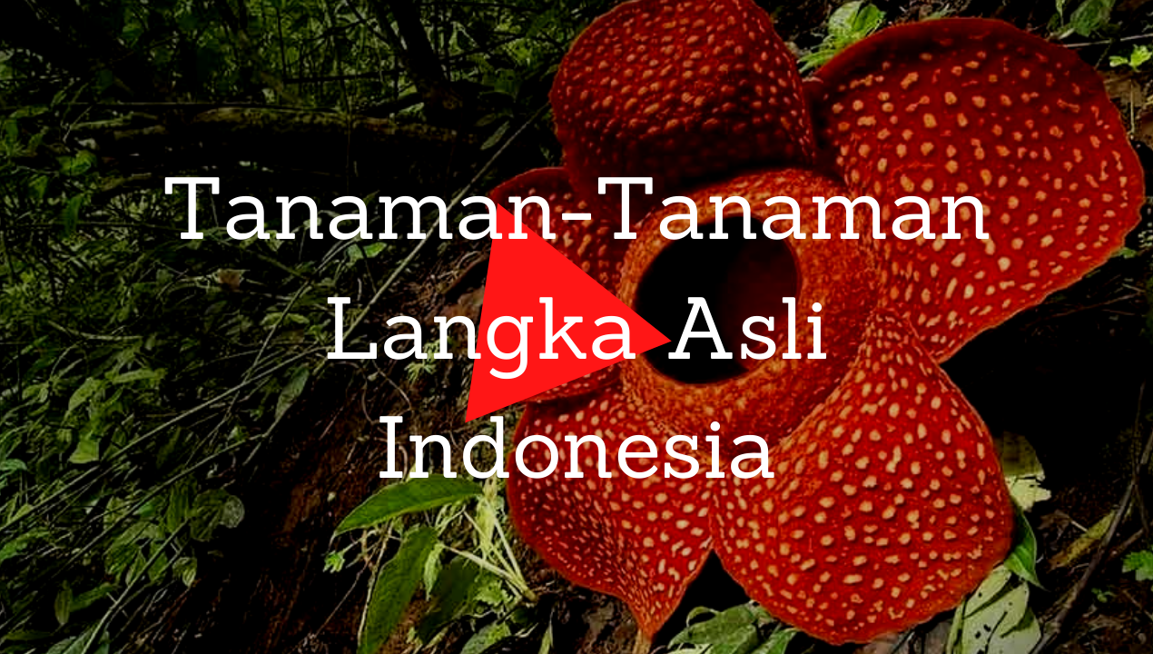 Tanaman-Tanaman Langka Asli Indonesia